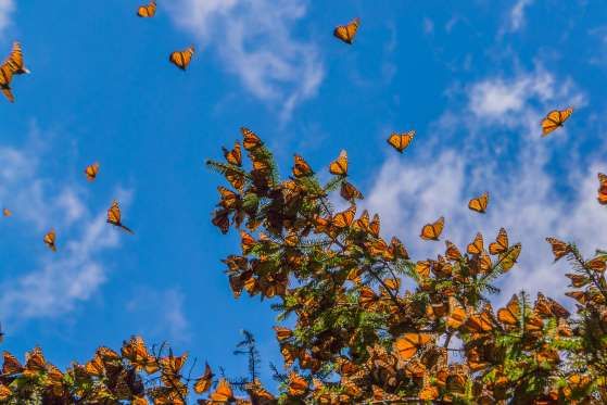 Santuario de Mariposa Monarca en Michoacan