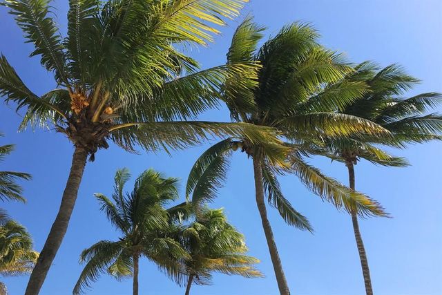Aires del Tropico