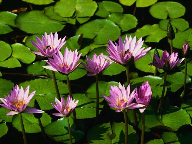 Nenufares